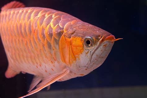 肉食魚種類|肉食魚を飼育してみよう！特徴・メリット・デメリッ。